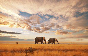 SA kenya thumbnail shutterstock_68316871