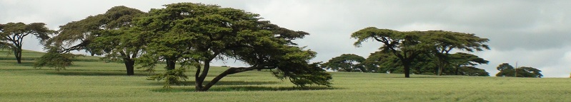 Quênia Quênia