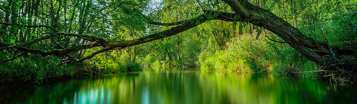 floresta