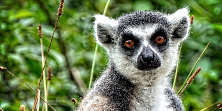 Pacotes para Madagascar