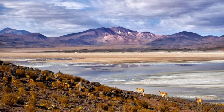 Atacama especial_Paotes para Chile