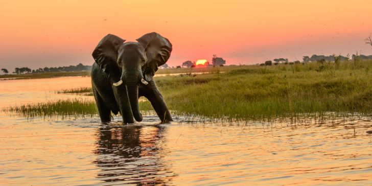 O melhor de Botsuana_Africa_The Chobe river - Pacotes para Zâmbia e Botsuana