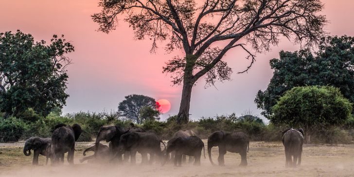 Sunset with elephants - Pacotes para Zimbábue