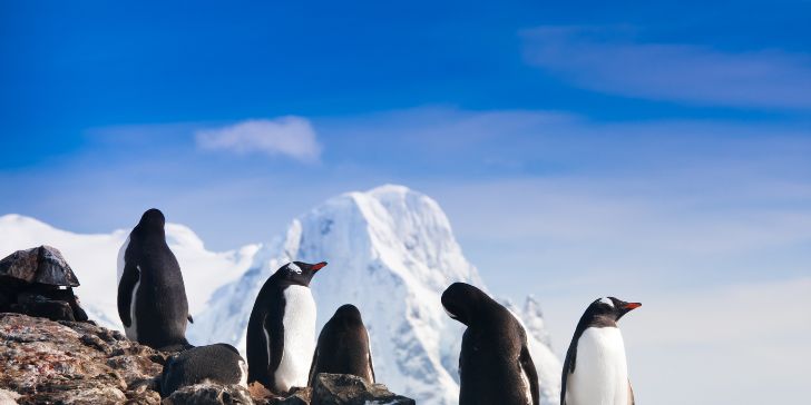 Penguins in the Artic - Pacotes para Ártico