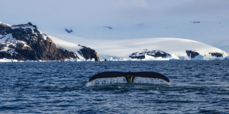 Humpback whale, Antartic - Pacotes para Antártica