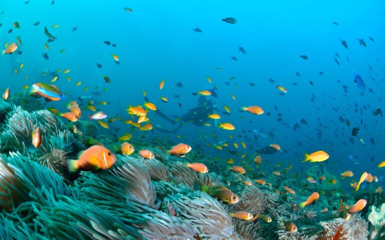 Maldives Anemonefish - Pacotes para Maldivas