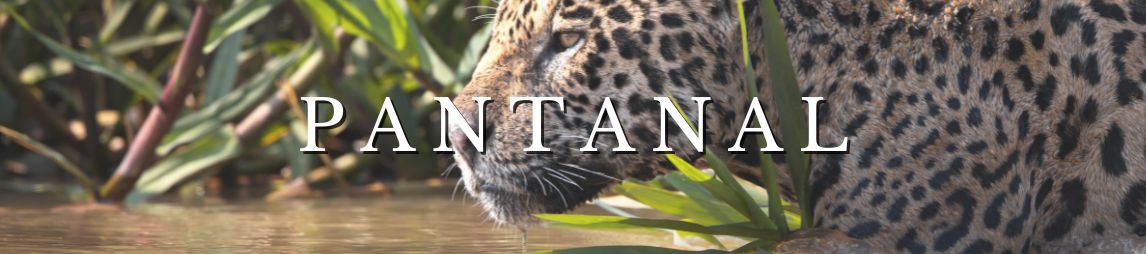 Pacotes para o Pantanal
