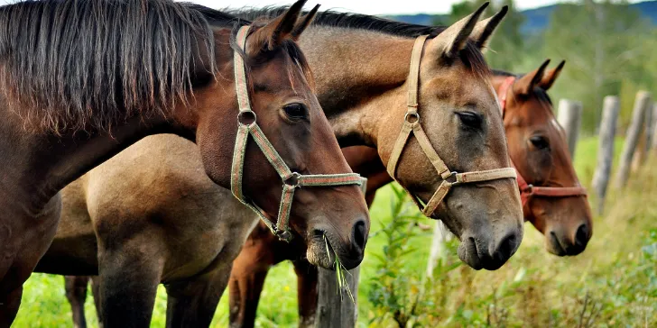 Passeio de cavalo em Púcon