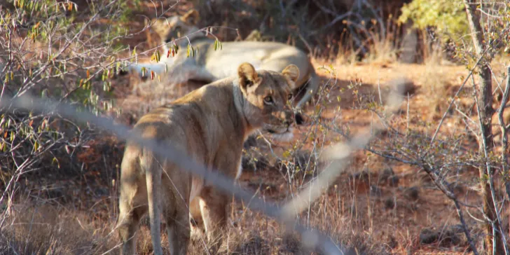 Safári na Reserva Karongwe na África do Sul