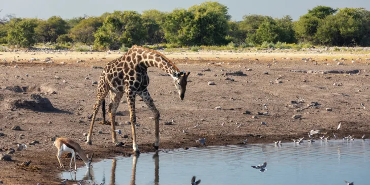 Etosha National park - Namíbia - África
