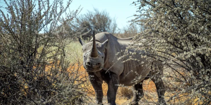 Reserva Ongava-Namíbia-África