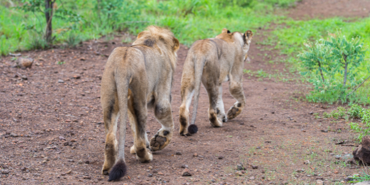 Melhores Safáris Zimbábue - Lion Walk