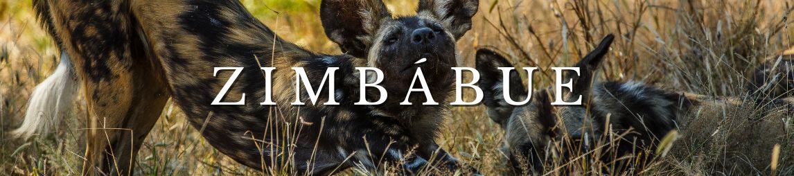 Banner Pacotes para Zimbábue