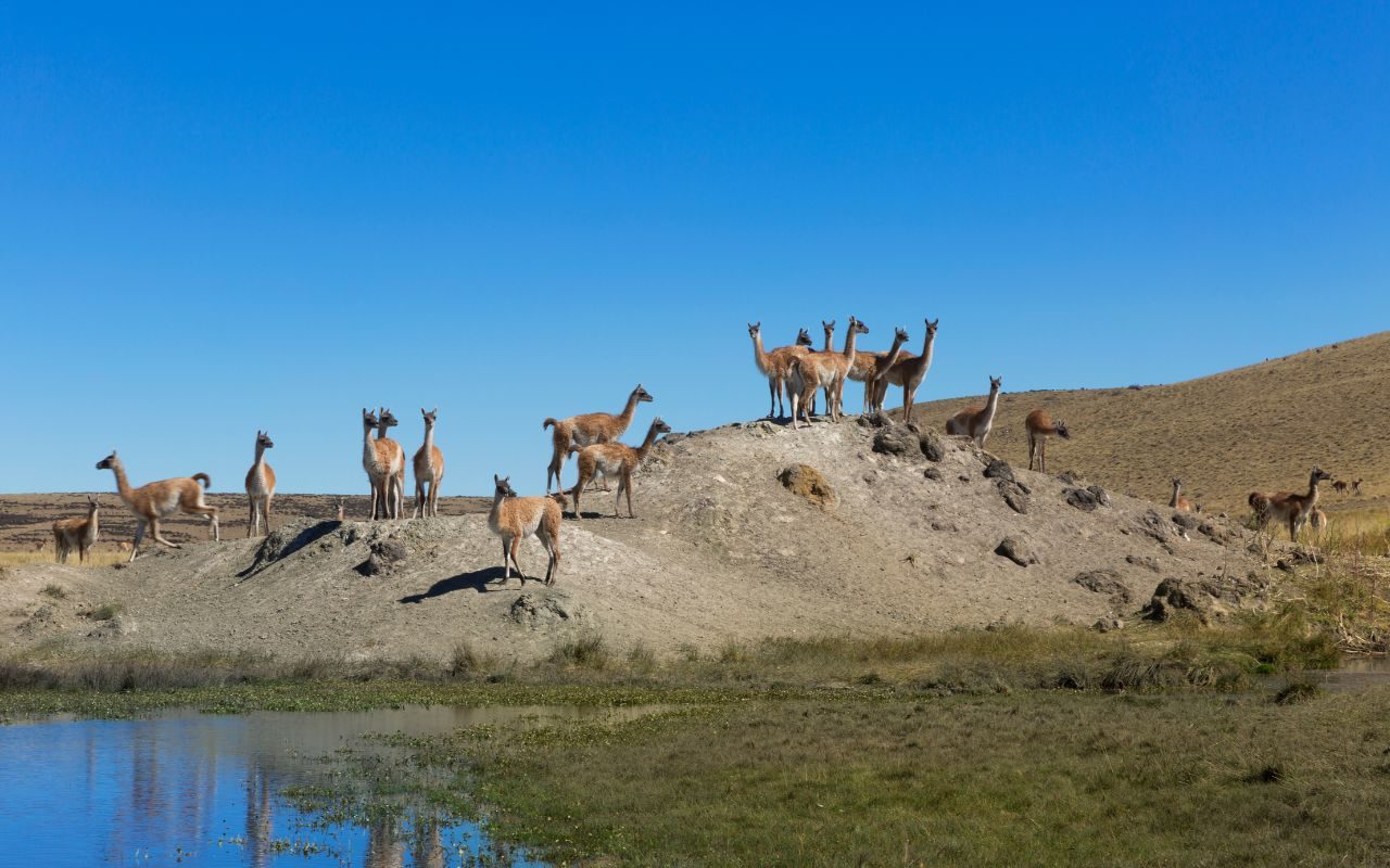 Guanacos - Patagônia Argentina