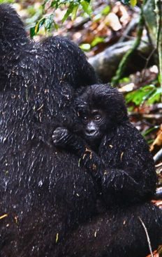 filhote de gorila na floresta de Biwindi em Uganda na África