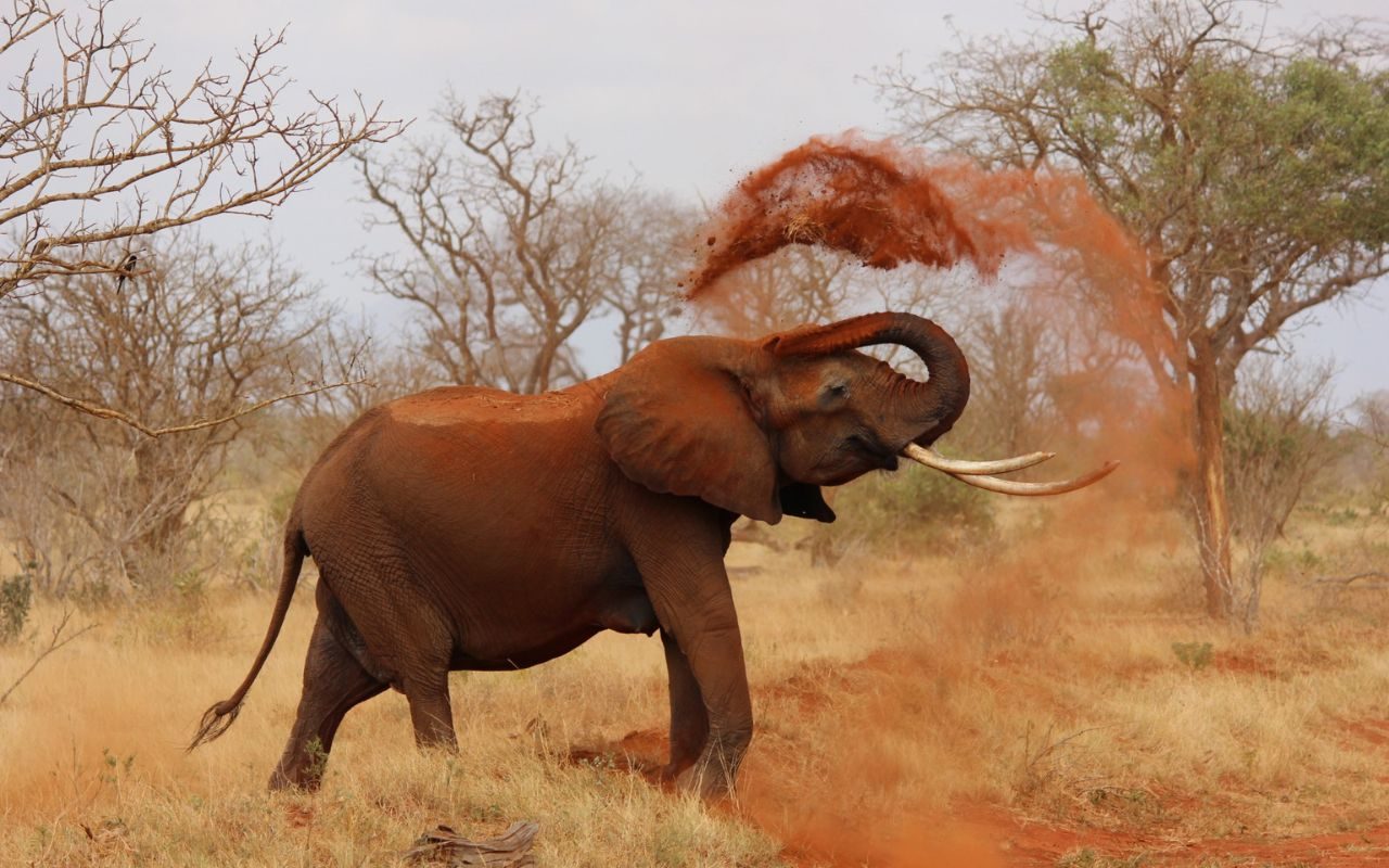 Elefante no safári da África do Sul - Réveillon na África do Sul
