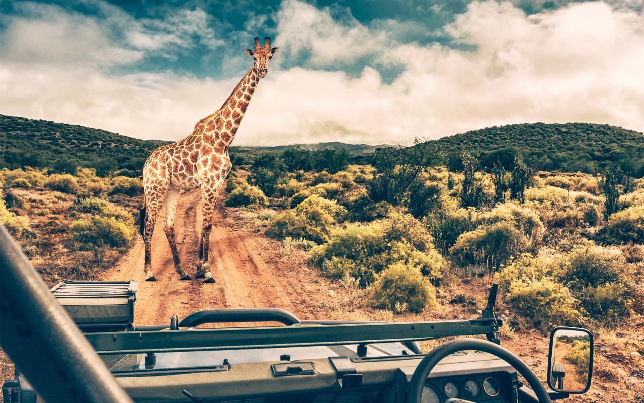 Girafa vista em Safári na África do Sul