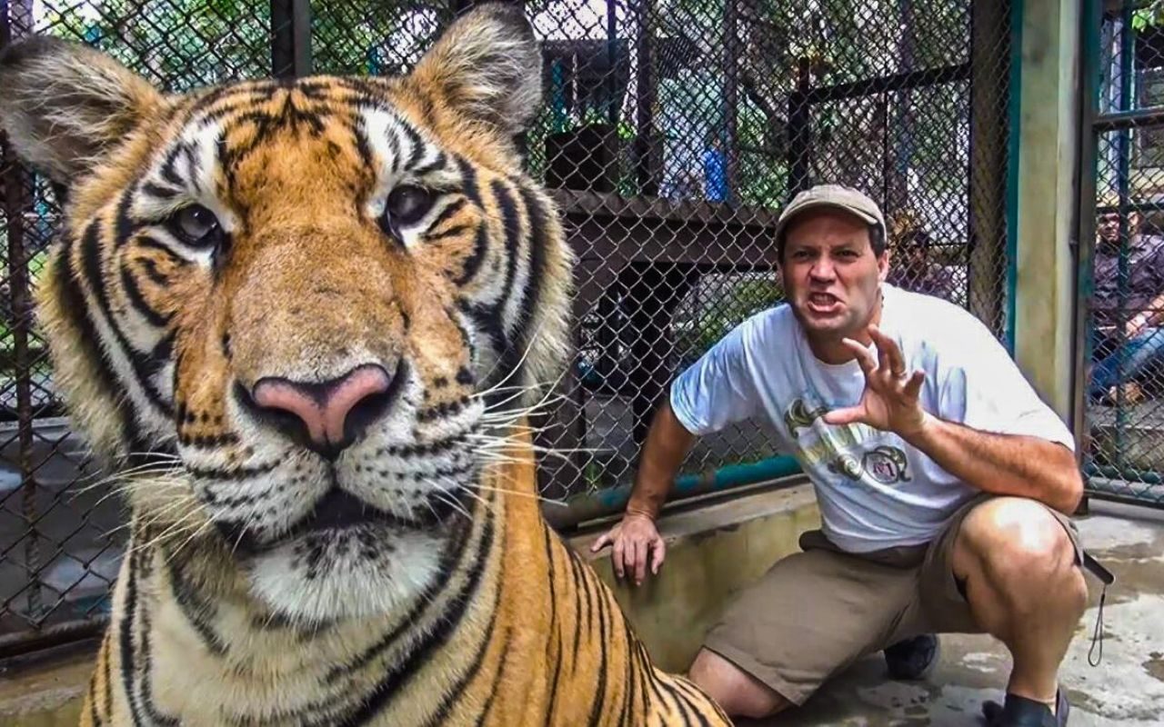 Tiger Kingdom em Chiang Mai - Norte da Tailândia